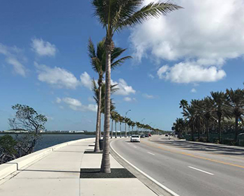 Photo Tom took of palm trees in Key West Florida